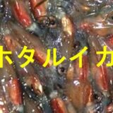 ホタルイカキャッチ画像です