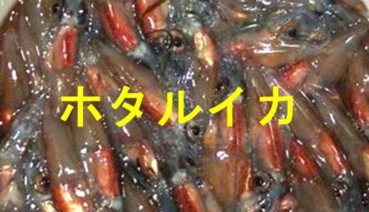 ホタルイカ