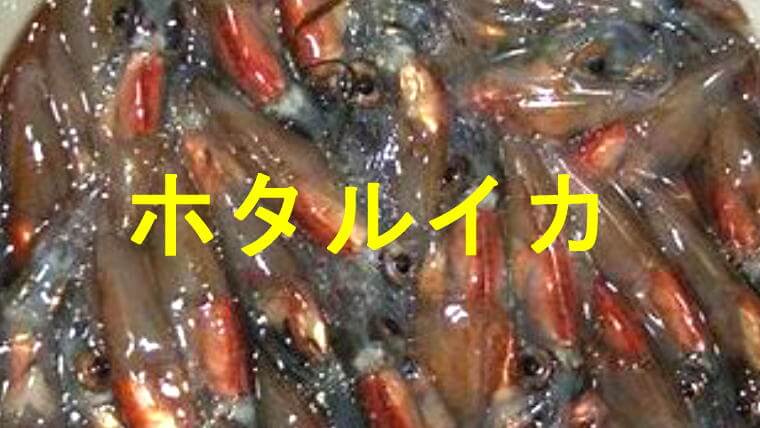ホタルイカキャッチ画像です