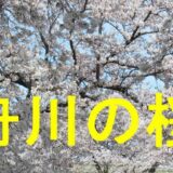 舟川べりの桜のアイキャッチ画像です