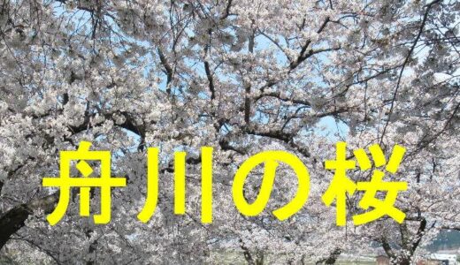 舟川べりの桜
