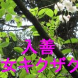 入善乙女キクザクラのアイキャッチ画像です
