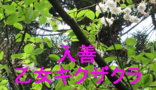 入善乙女キクザクラ