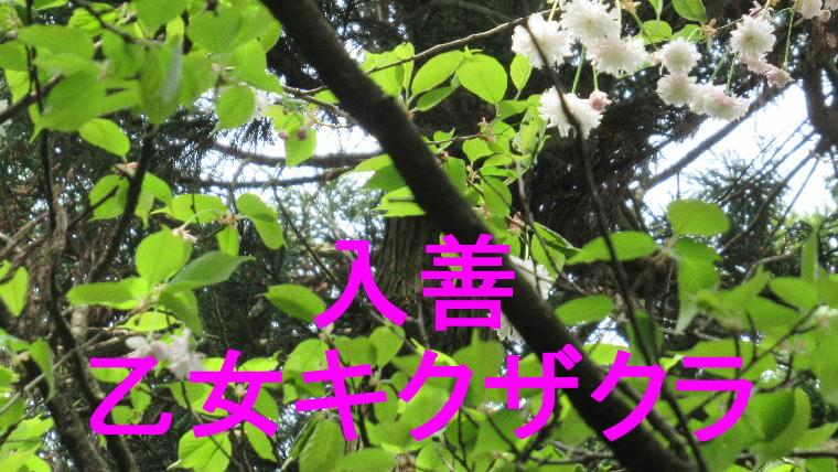 入善乙女キクザクラのアイキャッチ画像です