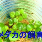 めだかの飼育のアイキャッチ画像です