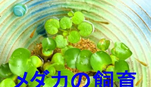 メダカの飼育