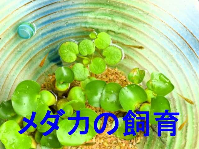 めだかの飼育のアイキャッチ画像です