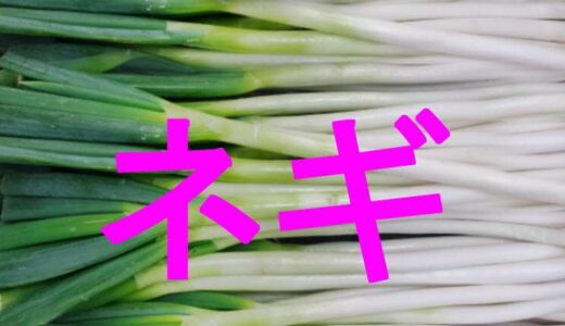 ネギの収穫