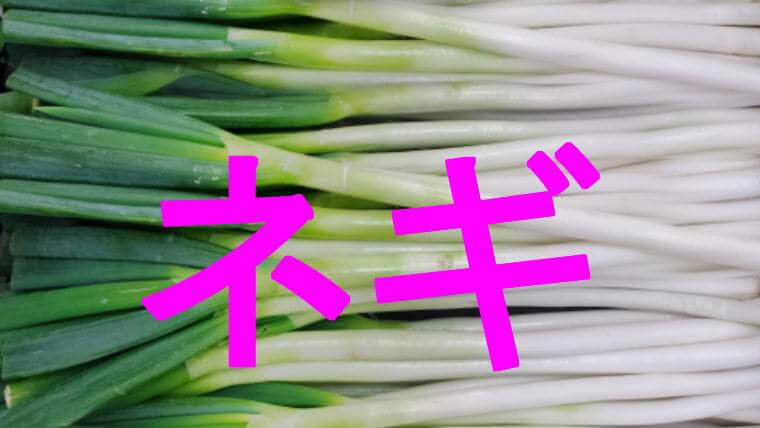 ネギのアイキャッチ画像です