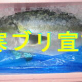 寒ブリ宣言