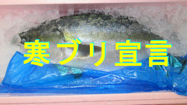 寒ブリ宣言