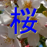 桜のアイキャッチ画像