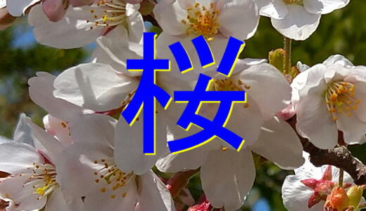 桜の開花